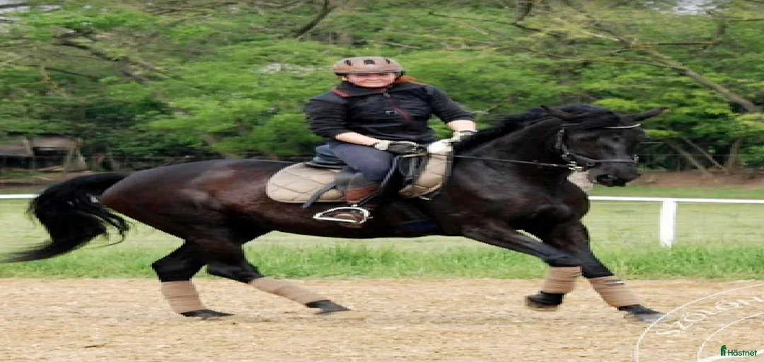 Galleribild {{count}}