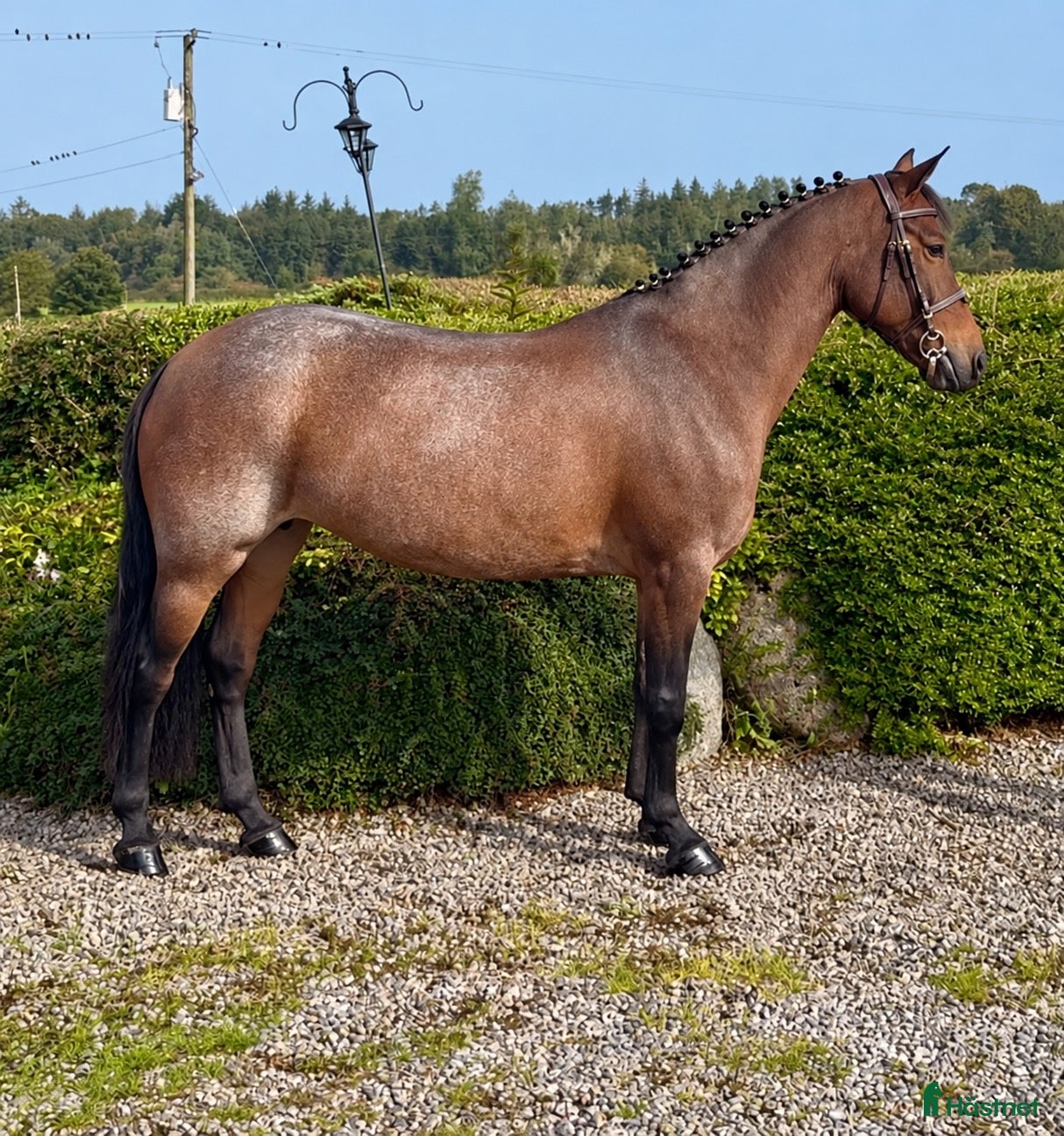  hästar D ponny sto 9år 🌟 - Annons 11