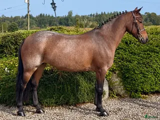 hästar D ponny sto 9år 🌟 - Annons 11
