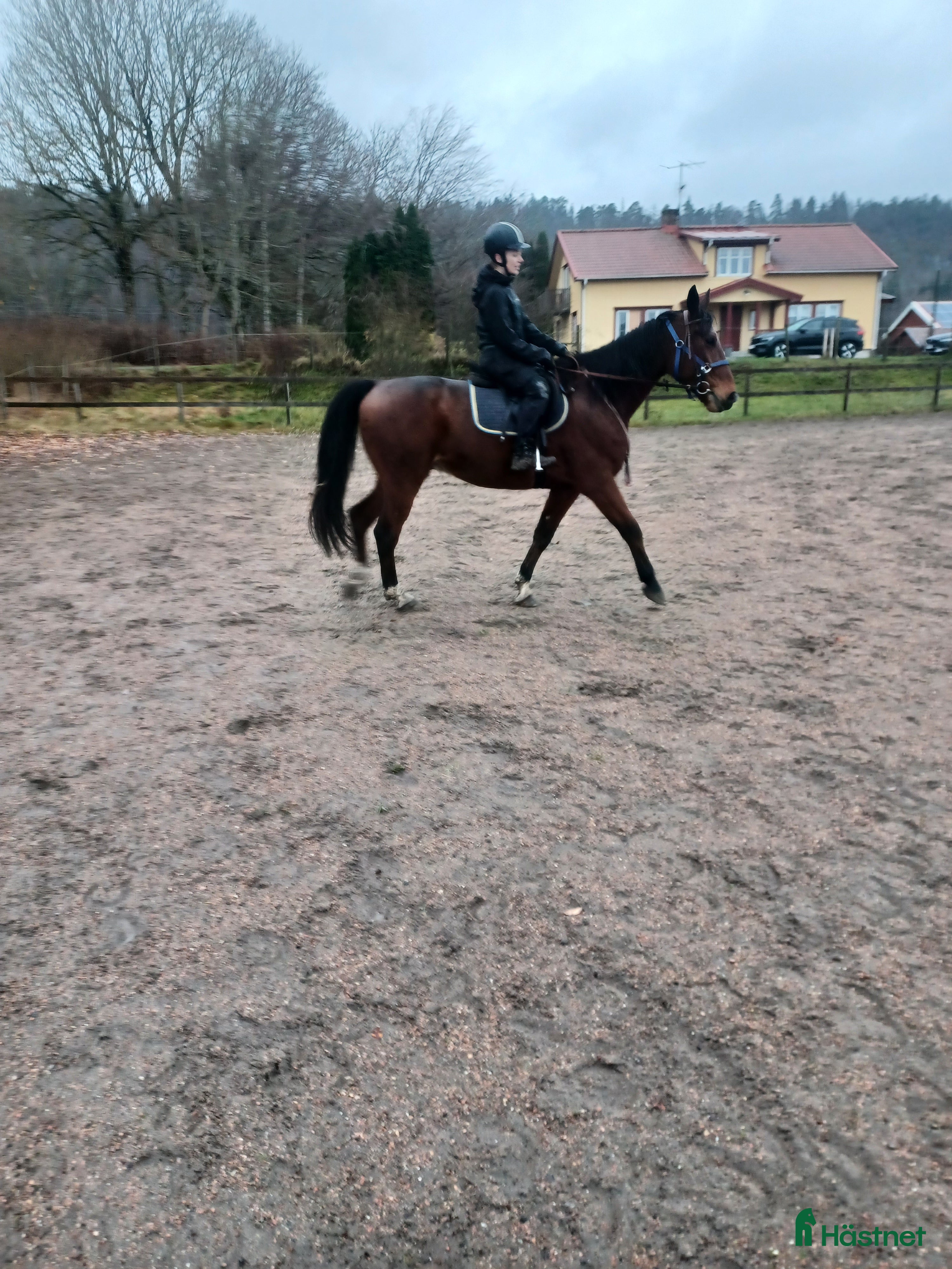  hästar Trevlig ridhäst i Trollhättan - Annons 18