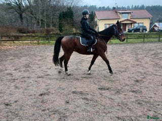 hästar Trevlig ridhäst i Trollhättan - Annons 1