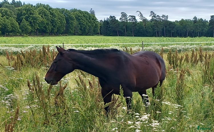  hästar i Munsö - Annons 4