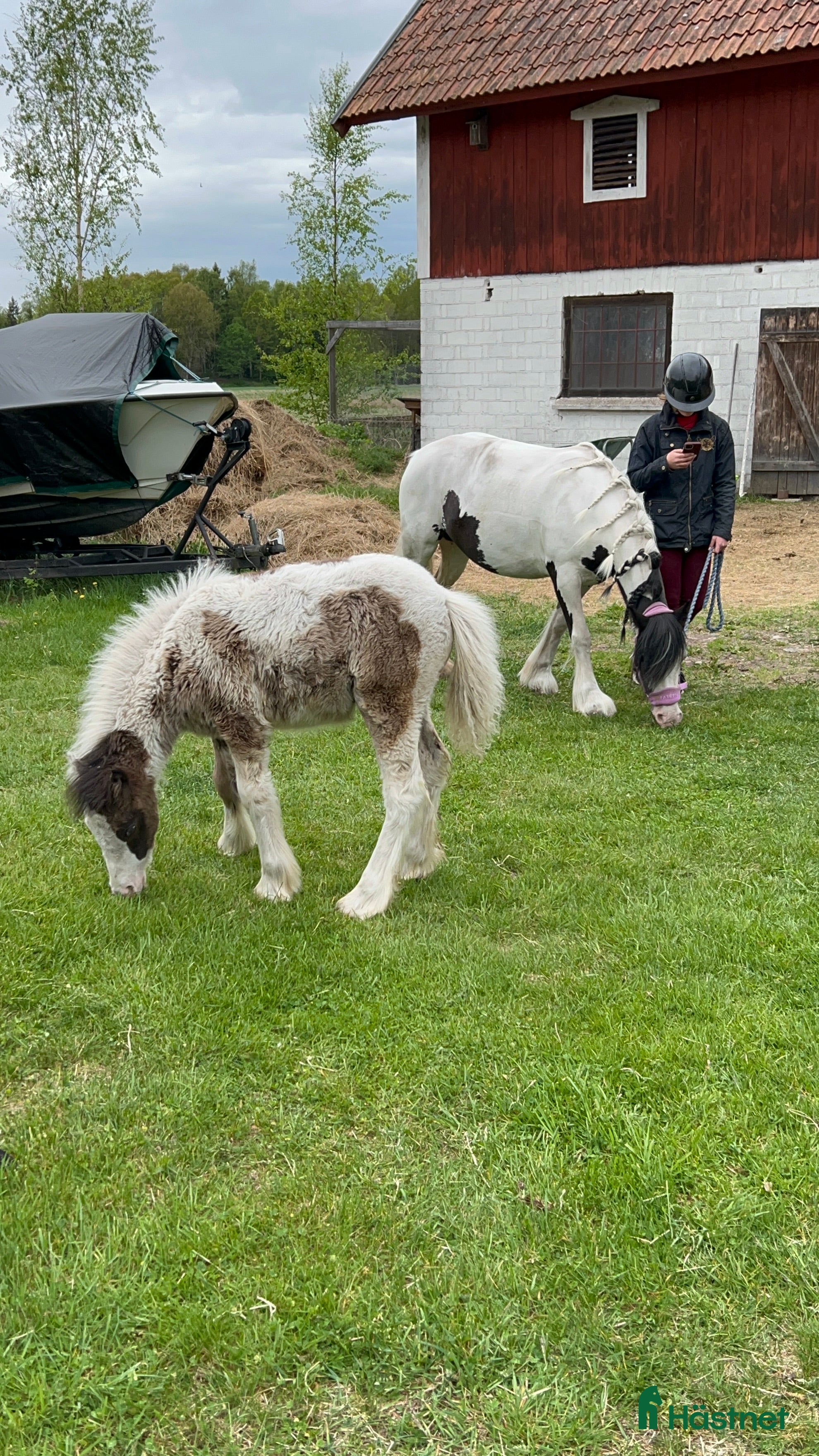  hästar Världens coolaste kille i Arboga - Annons 3