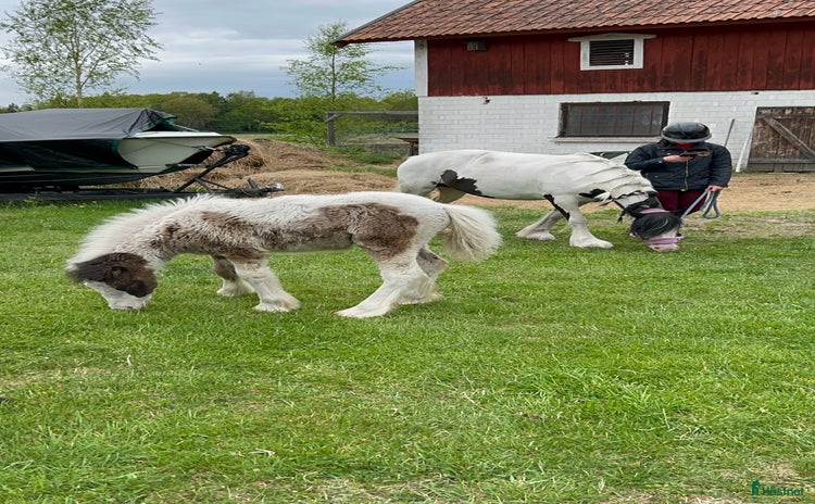  hästar Världens coolaste kille i Arboga - Annons 10