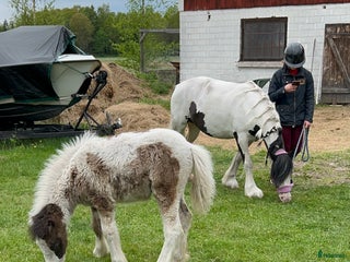 hästar Världens coolaste kille i Arboga - Annons 2