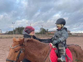 hästar Läromästare - Annons 3