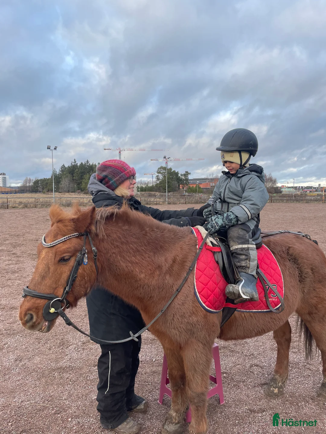 Allround hästar till salu: Läromästare - Annons 1