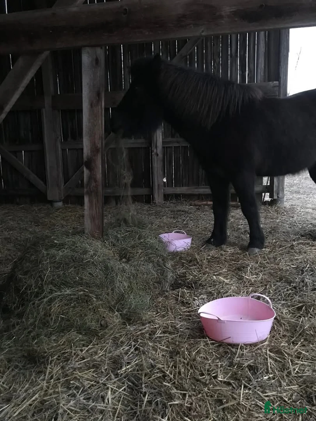  stallplats finnes: Stallplats med box och lösdrift utan kallhyra!! i Uppsala - Annons 2