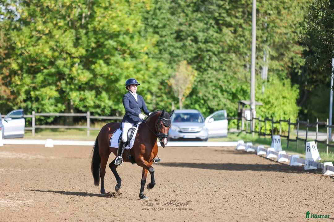 Dressyr hästar till salu: Dressyrponny med utstrålning - Annons 1