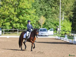 hästar Dressyrponny med utstrålning - Annons 18