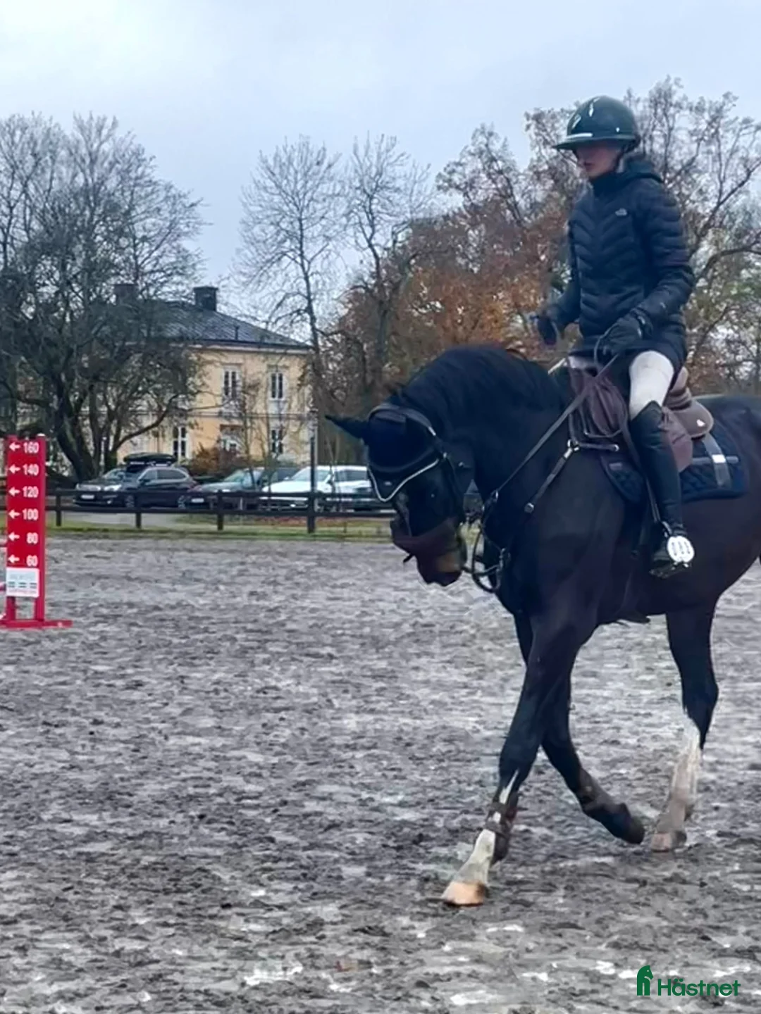 Hoppning hästar till salu: Lovande 5 årig valack - Annons 3
