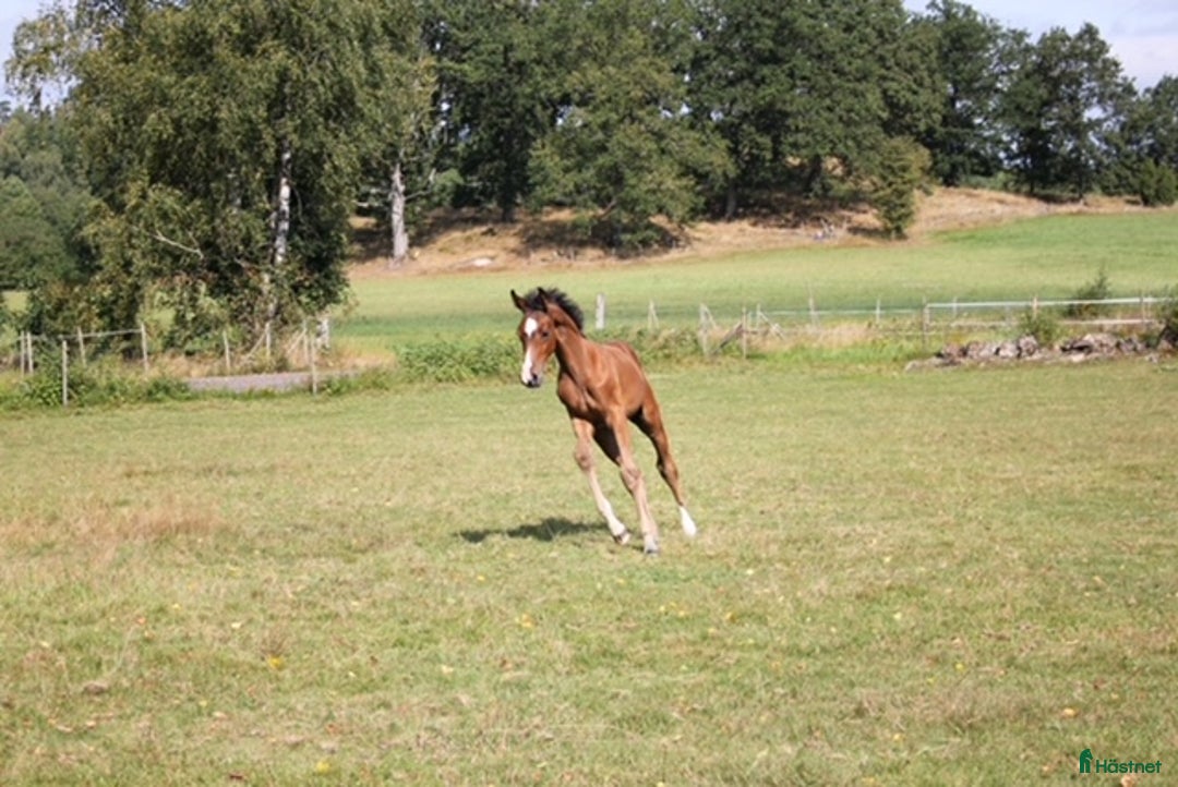 Hoppning hästar till salu: Morgondagens ⭐️ i Ljungby - Annons 4