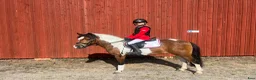 Allround hästar till salu: Thelma - 🩷 i Enköping - Annons 4