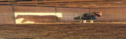  stallplats finnes: Active stable Haninge södra Stockholm  - Annons 9