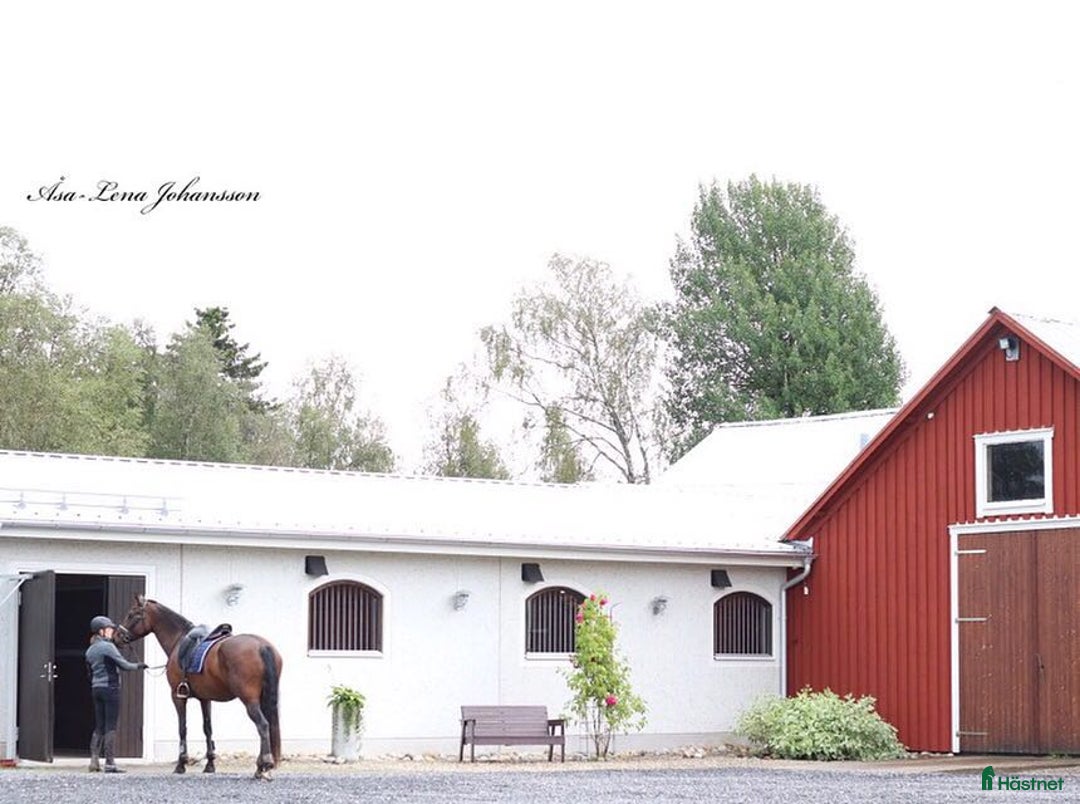  stallplats finnes: Stallplatser nära Umeå i Umeå - Annons 4