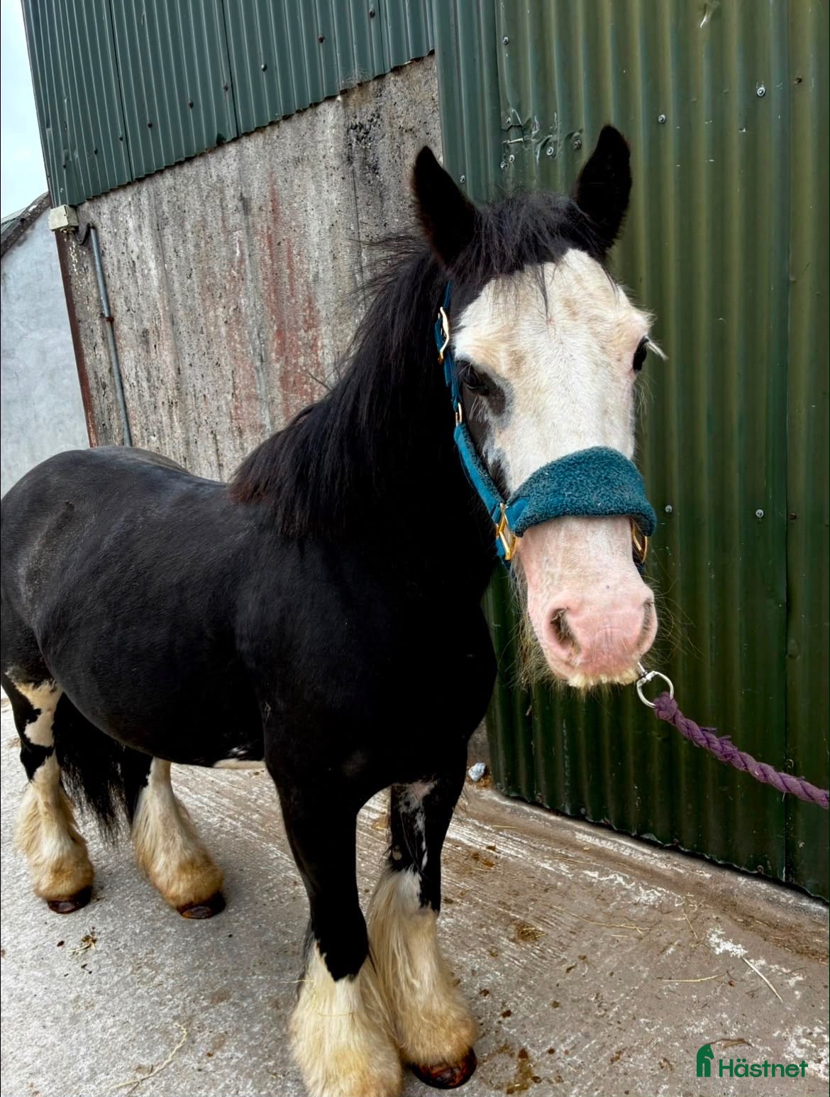  hästar Cute Irish cob mare - Annons 9