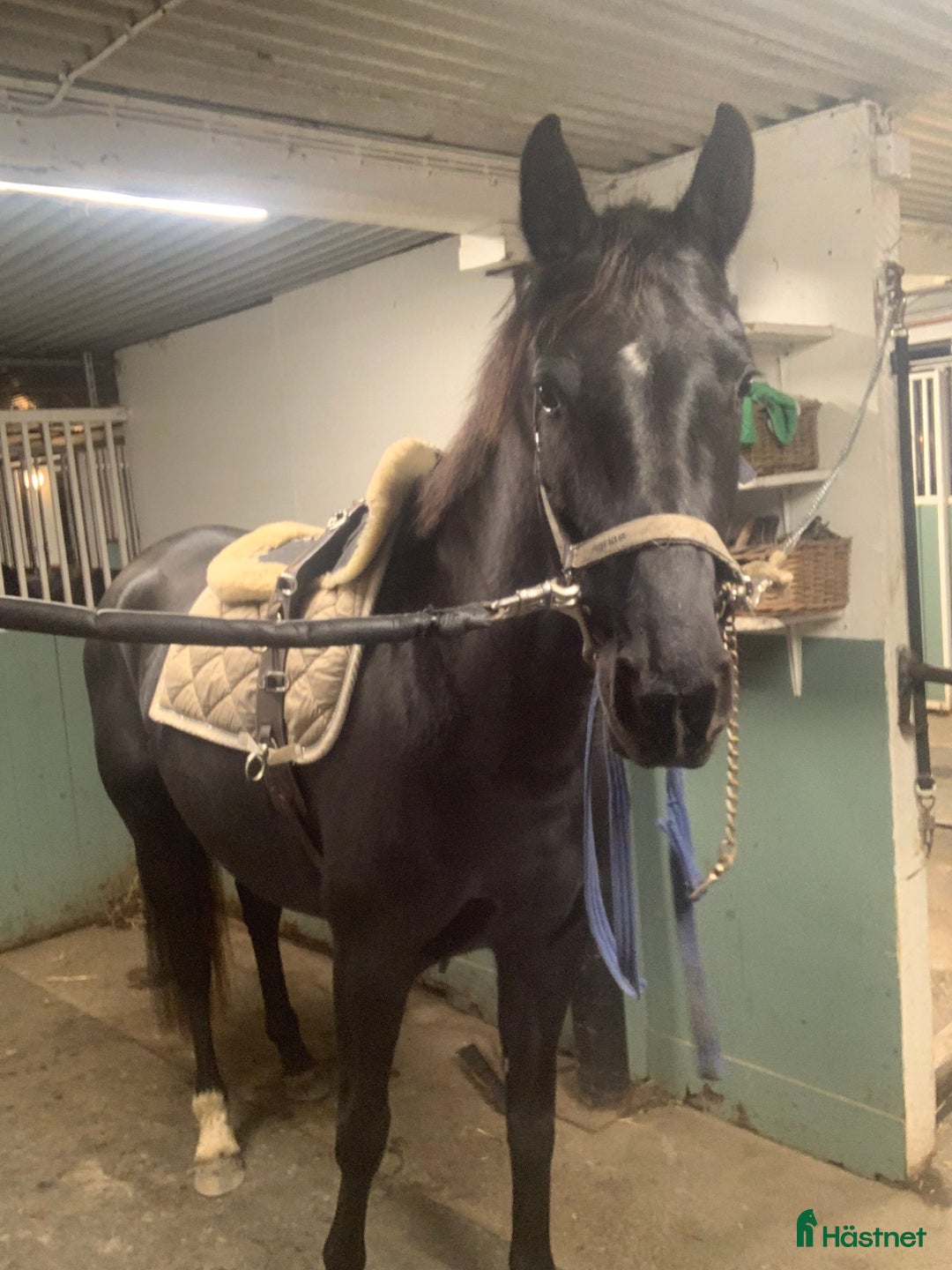 Dressyr hästar till salu: Se hit om du letar unghäst av hög kvalité  i Sparreholm - Annons 3