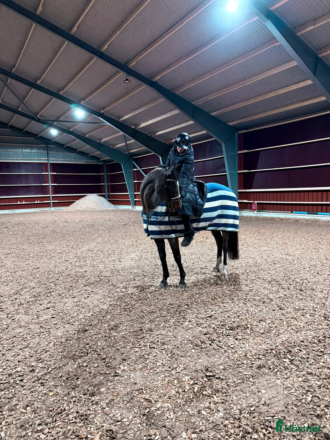 Allround hästar till salu: Trevlig valack säljes - Annons 6