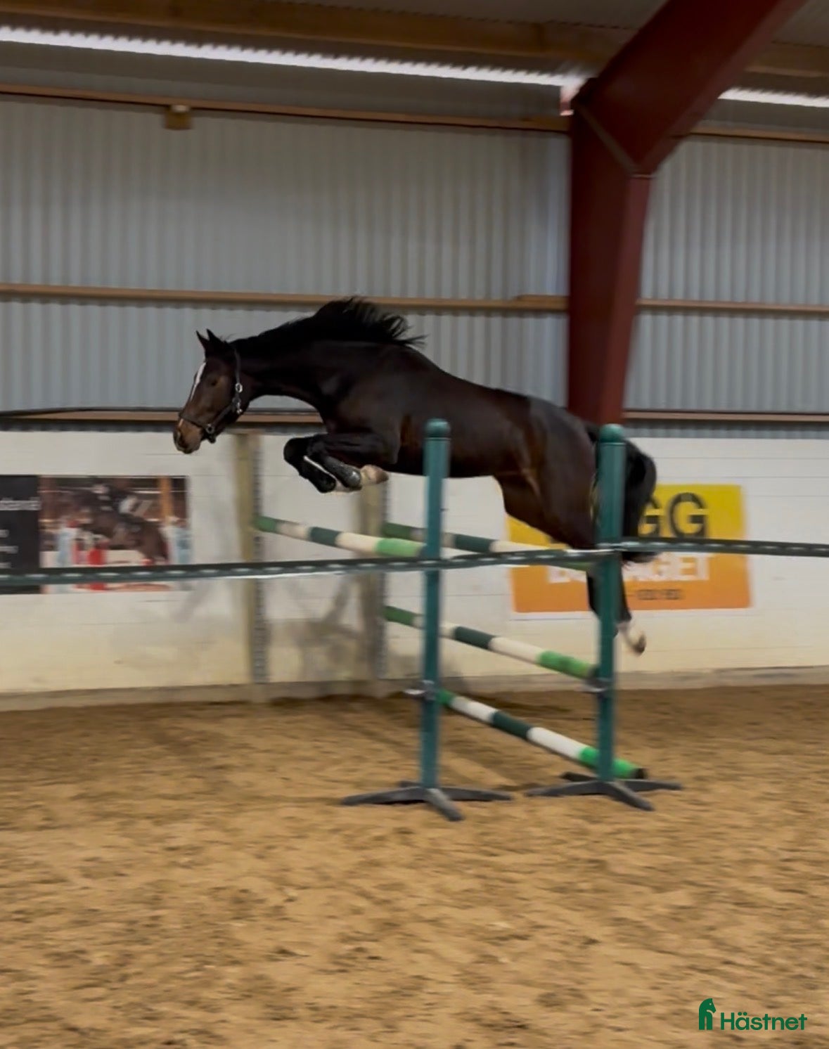  hästar Väldigt trevlig unghäst - Annons 1