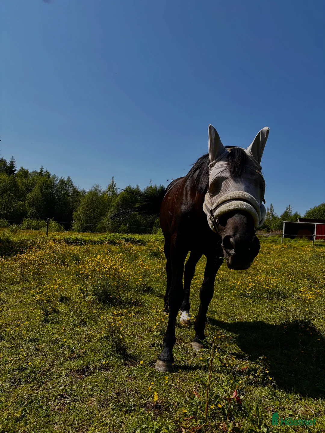 Allround hästar till salu: Snällaste killen! i Växjö - Annons 2