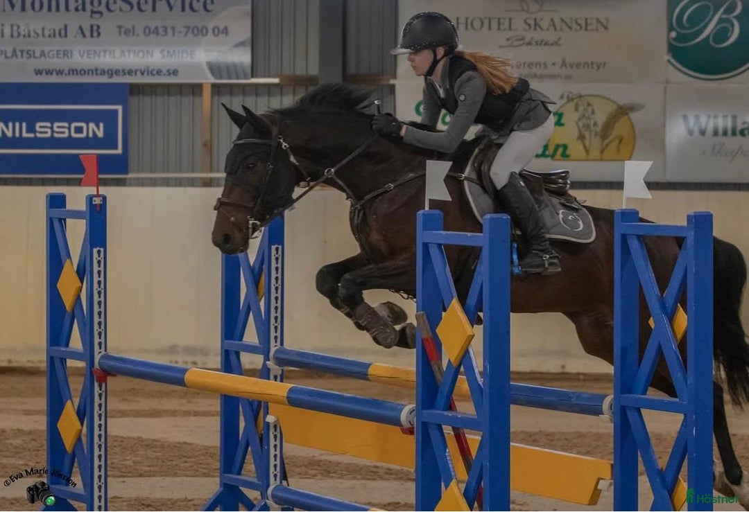 Hoppning hästar till salu: Härlig häst med mycket energi i Helsingborg - Annons 1