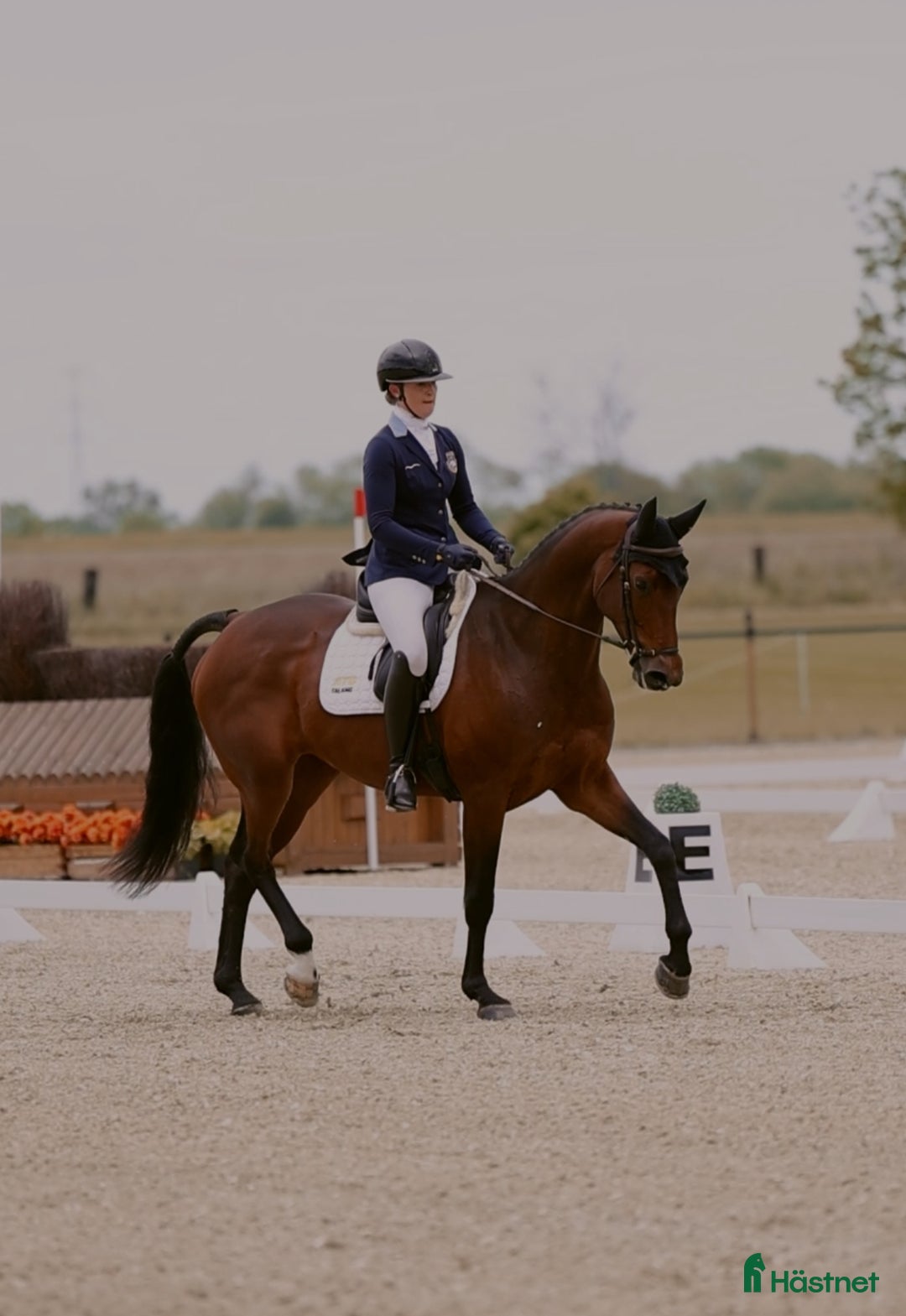 Dressyr hästar till salu: Välridet sto att ha roligt med! i Morup - Annons 1