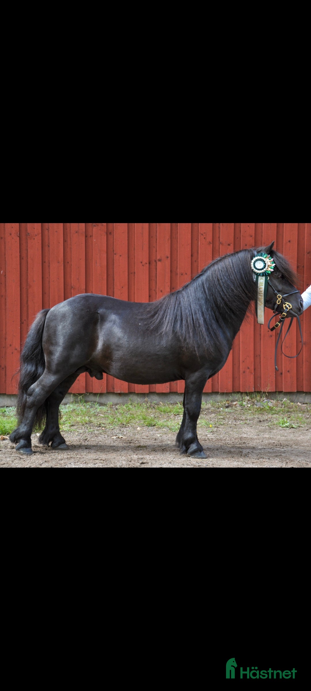  hästar Trevlig shetlands valack i Ljungskile - Annons 4