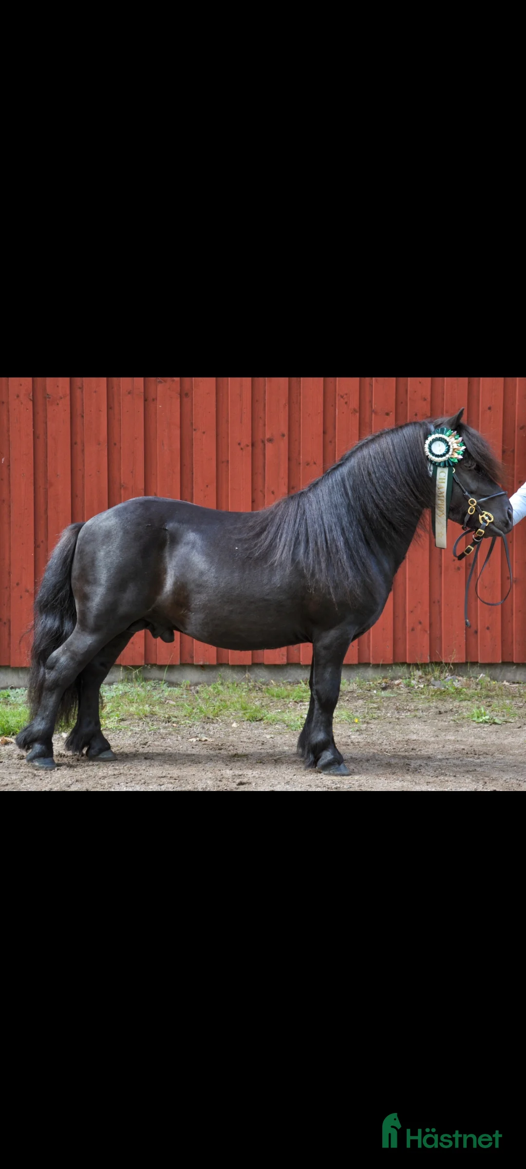 Allround hästar till salu: Trevlig shetlands valack i Ljungskile - Annons 1