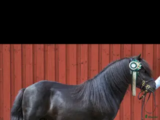 hästar Trevlig shetlands valack i Ljungskile - Annons 4