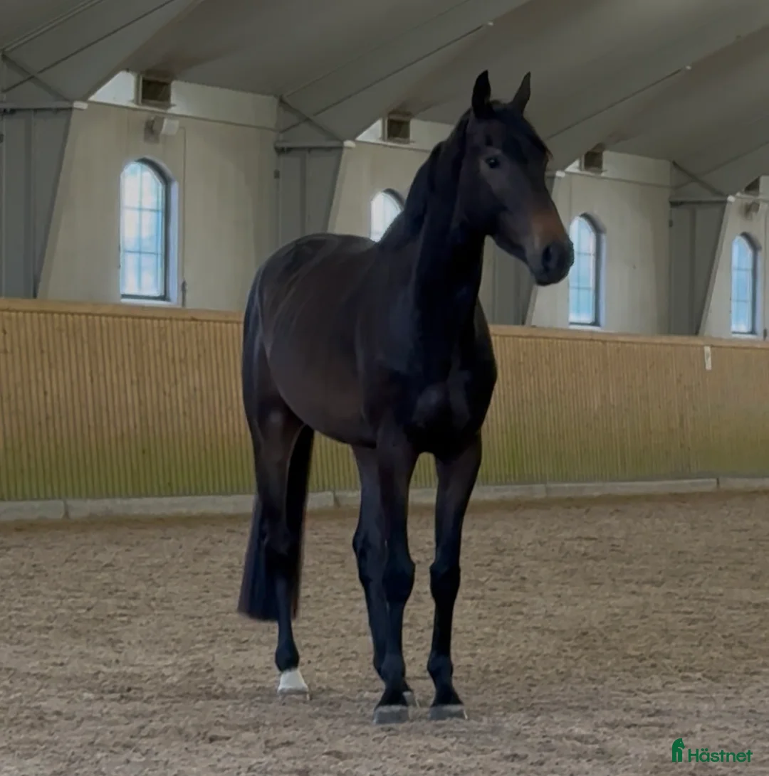 Hoppning hästar till salu: Fantastiskt fin 4 åring  - Annons 1