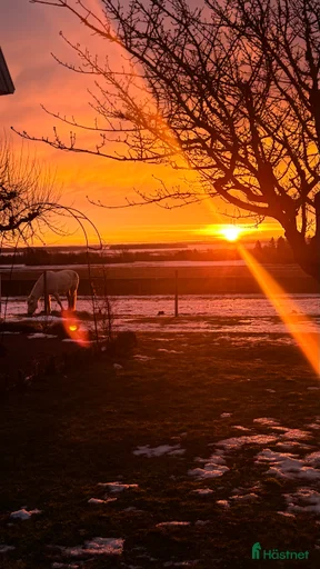 Galleribild {{count}}