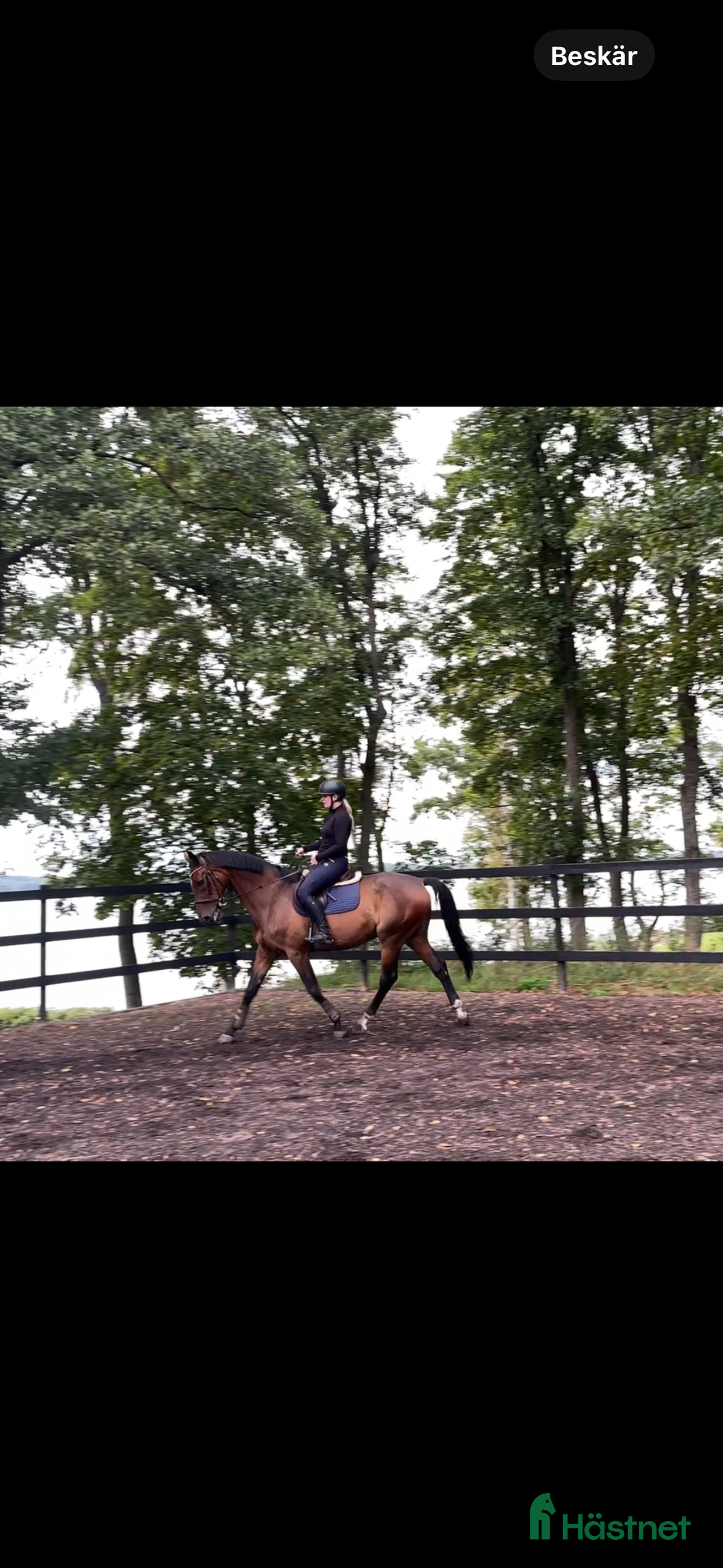 Allround hästar till salu: Perfekt allroundhäst i Vimmerby - Annons 3