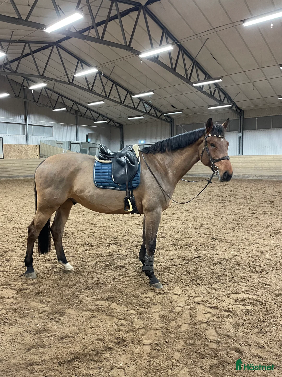 Hoppning hästar till salu: Ett kraftpaket med stor potential - Annons 2