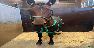  hästar i Vänersborg - Annons 1