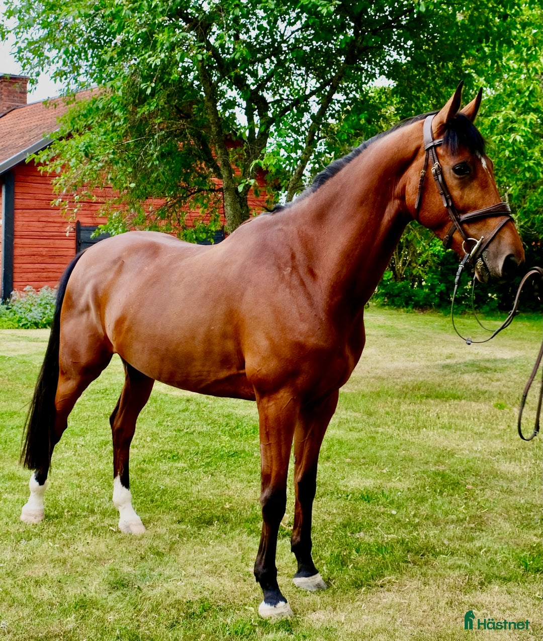 Allround hästar till salu: Välstammad o snygg allround inriktning hoppning i Stallarholmen - Annons 2