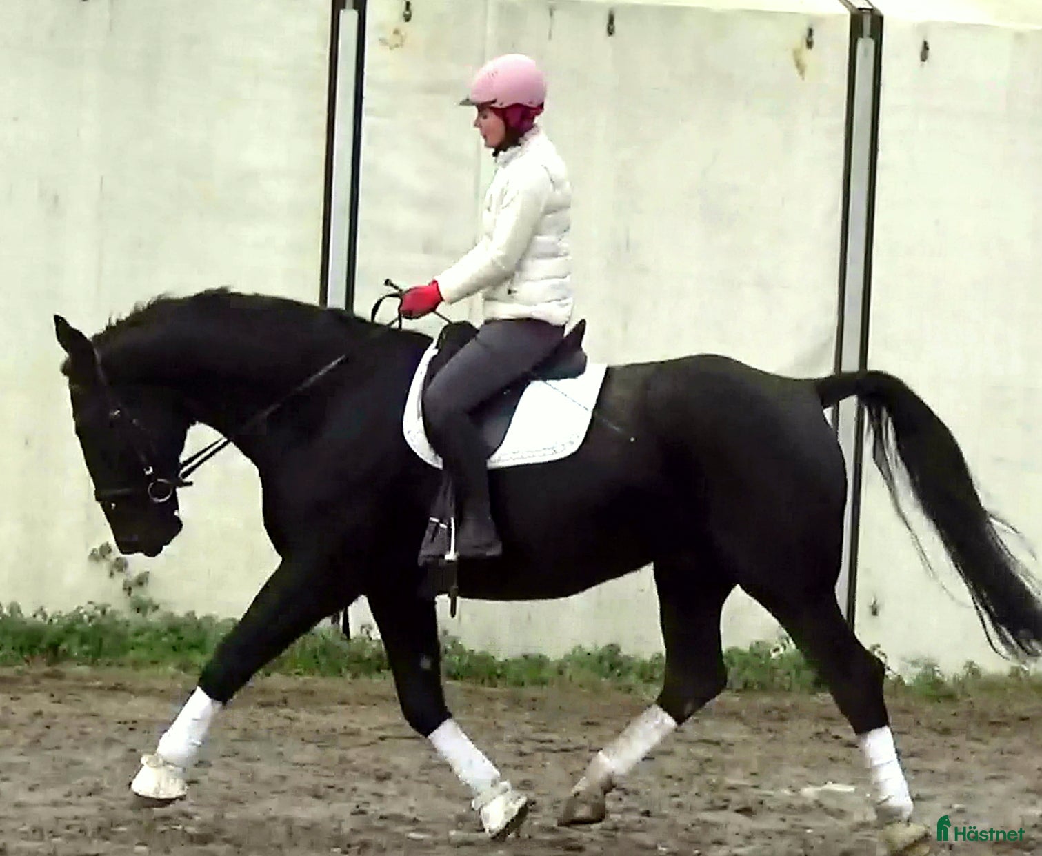  hästar Fantastic Silesian horse for Christmas time - Annons 15