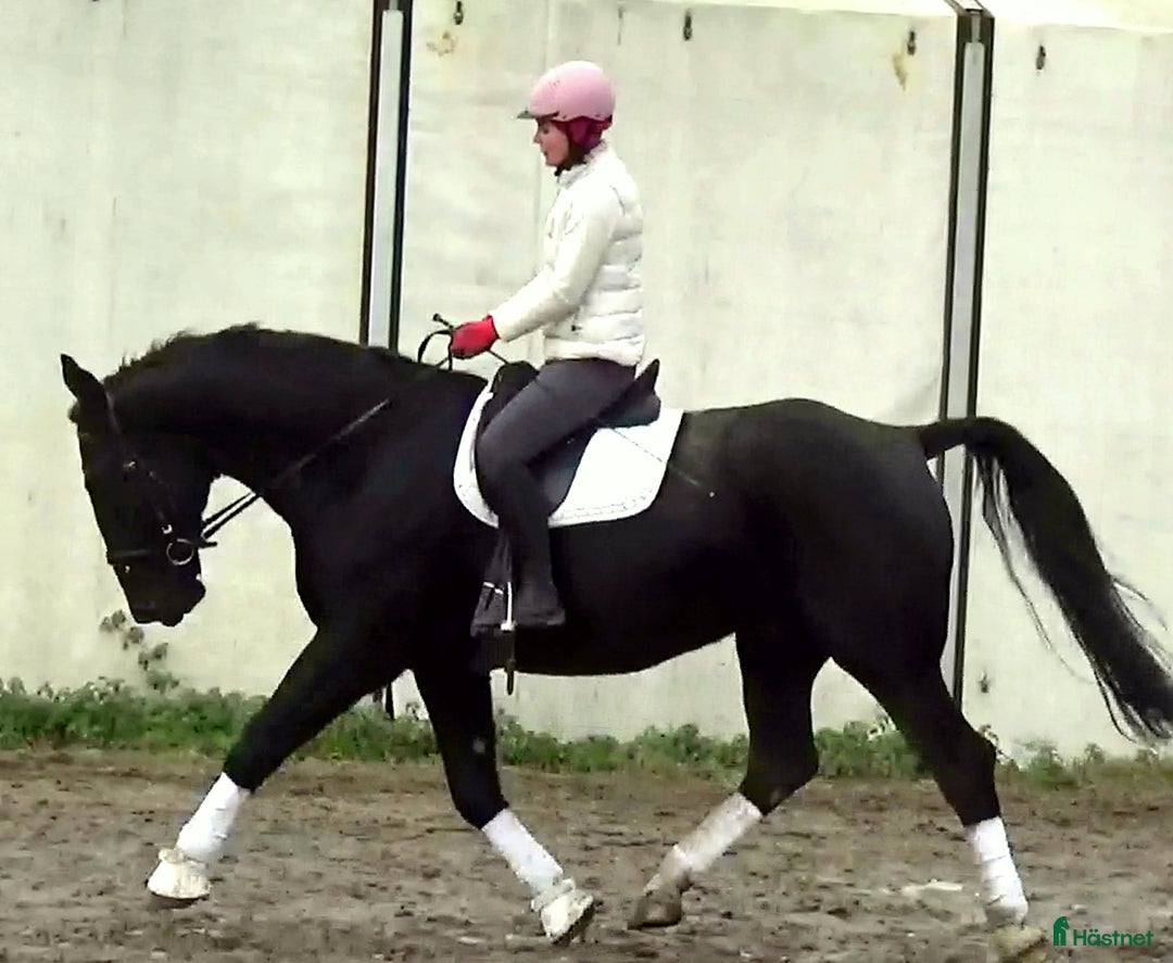 Allround hästar till salu: Fantastic Silesian horse for Christmas time i Örsundsbro - Annons 12