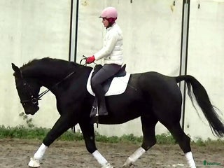 hästar Fantastic Silesian horse for Christmas time - Annons 15