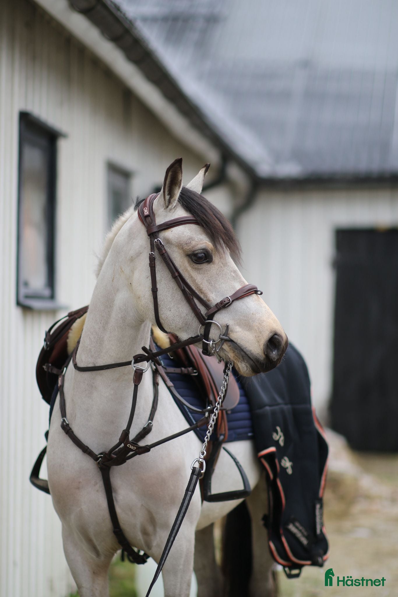  hästar Kvalitetsponny för hoppning - Annons 14