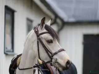 hästar Kvalitetsponny för hoppning - Annons 14