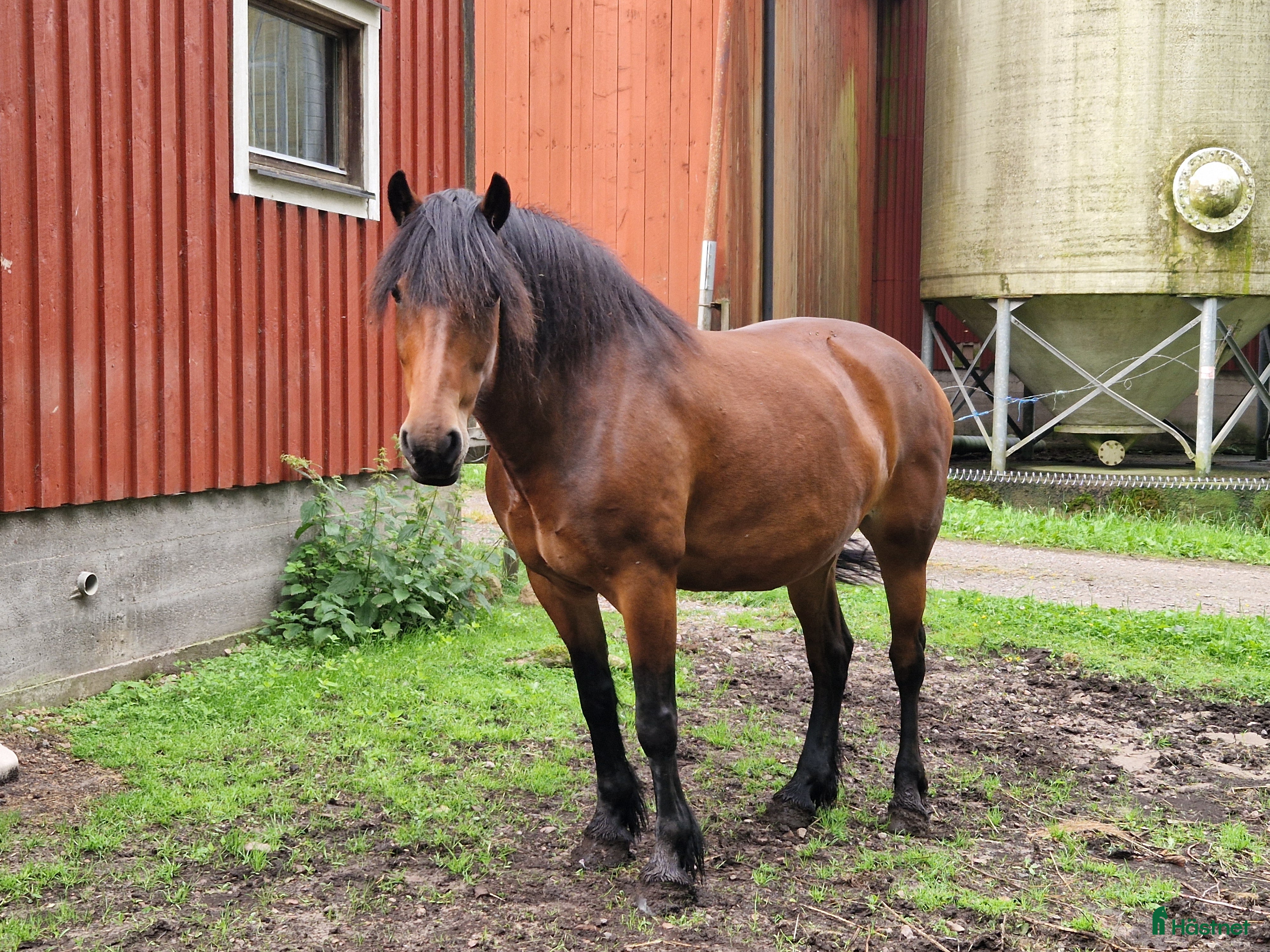  hästar Pia ❤️ i Floby - Annons 2