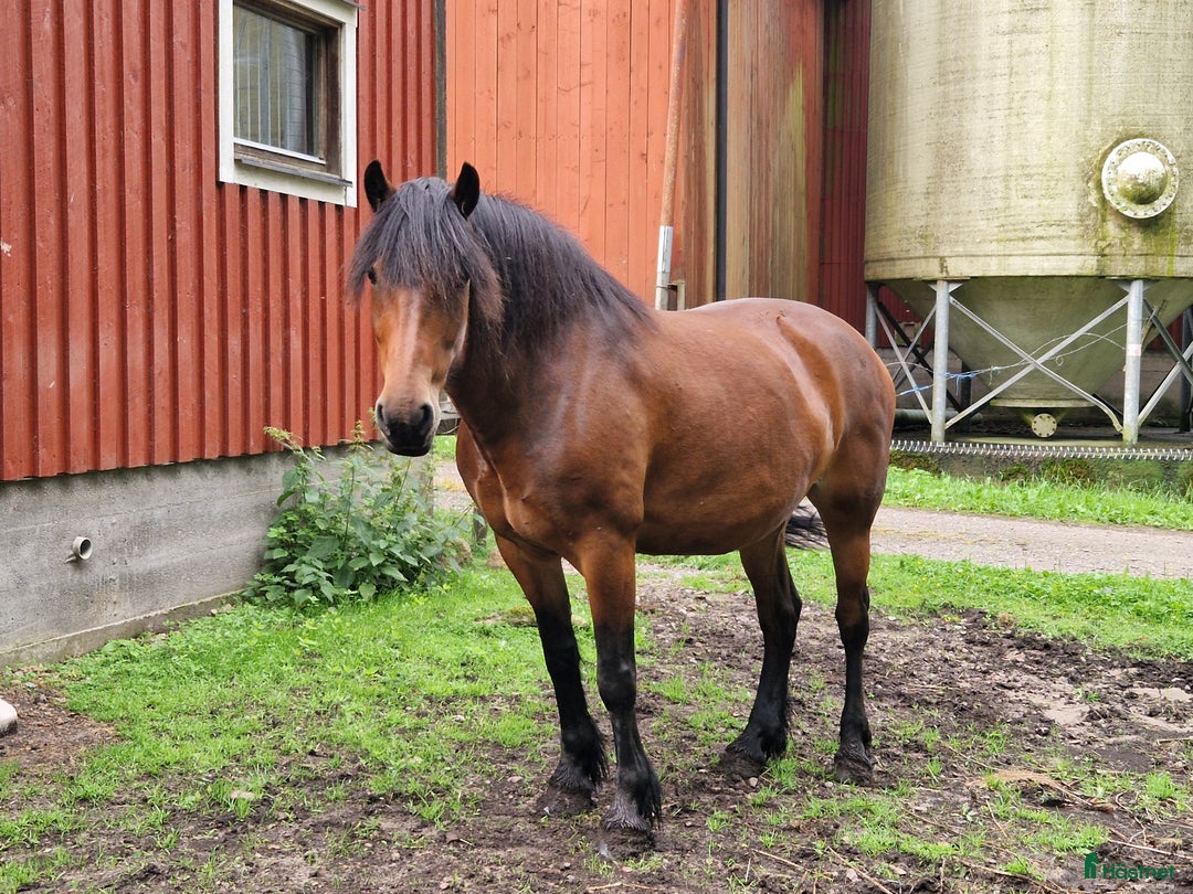 Allround hästar till salu: Pia ❤️ i Floby - Annons 1