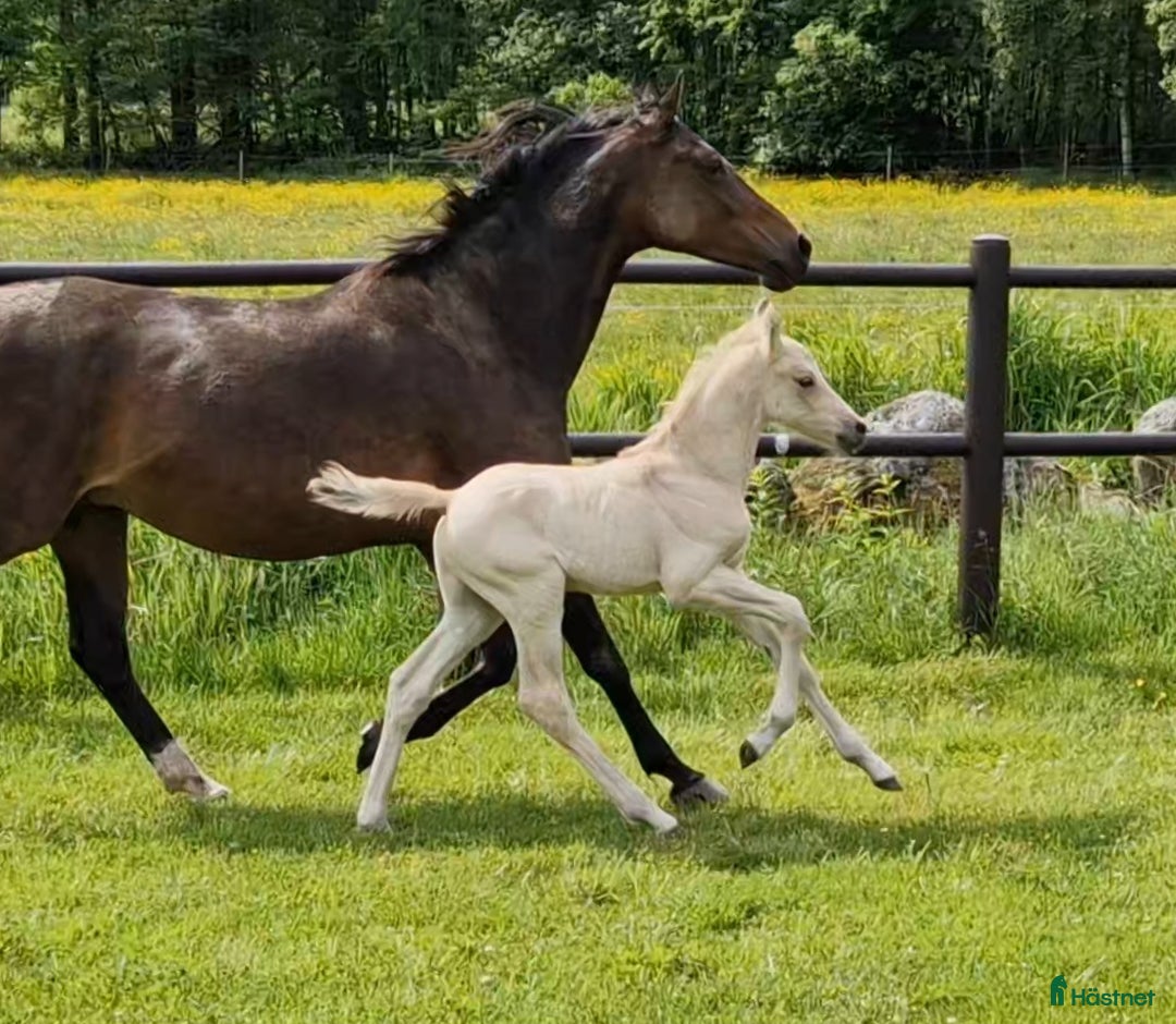 Allround hästar till salu: Charmtroll i Istorp - Annons 3