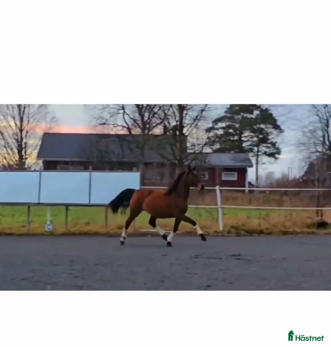 Dressyr hästar till salu: Flott sto med fina gångarter - Annons 2