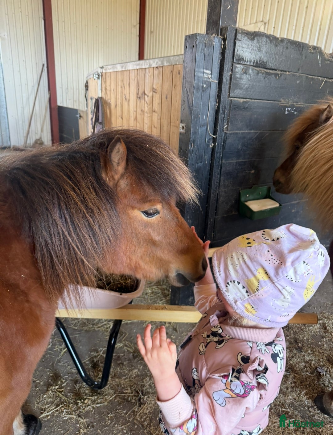 Sällskap hästar till salu: Goding söker toppenhem i Laholm - Annons 7