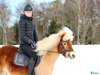 hästar Allgunnens Grace i Markaryd - Annons 12