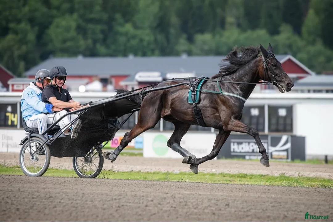 Trav hästar till salu: Snäll valack söker nytt hem som licenshäst/ridhäst i Hudiksvall - Annons 4