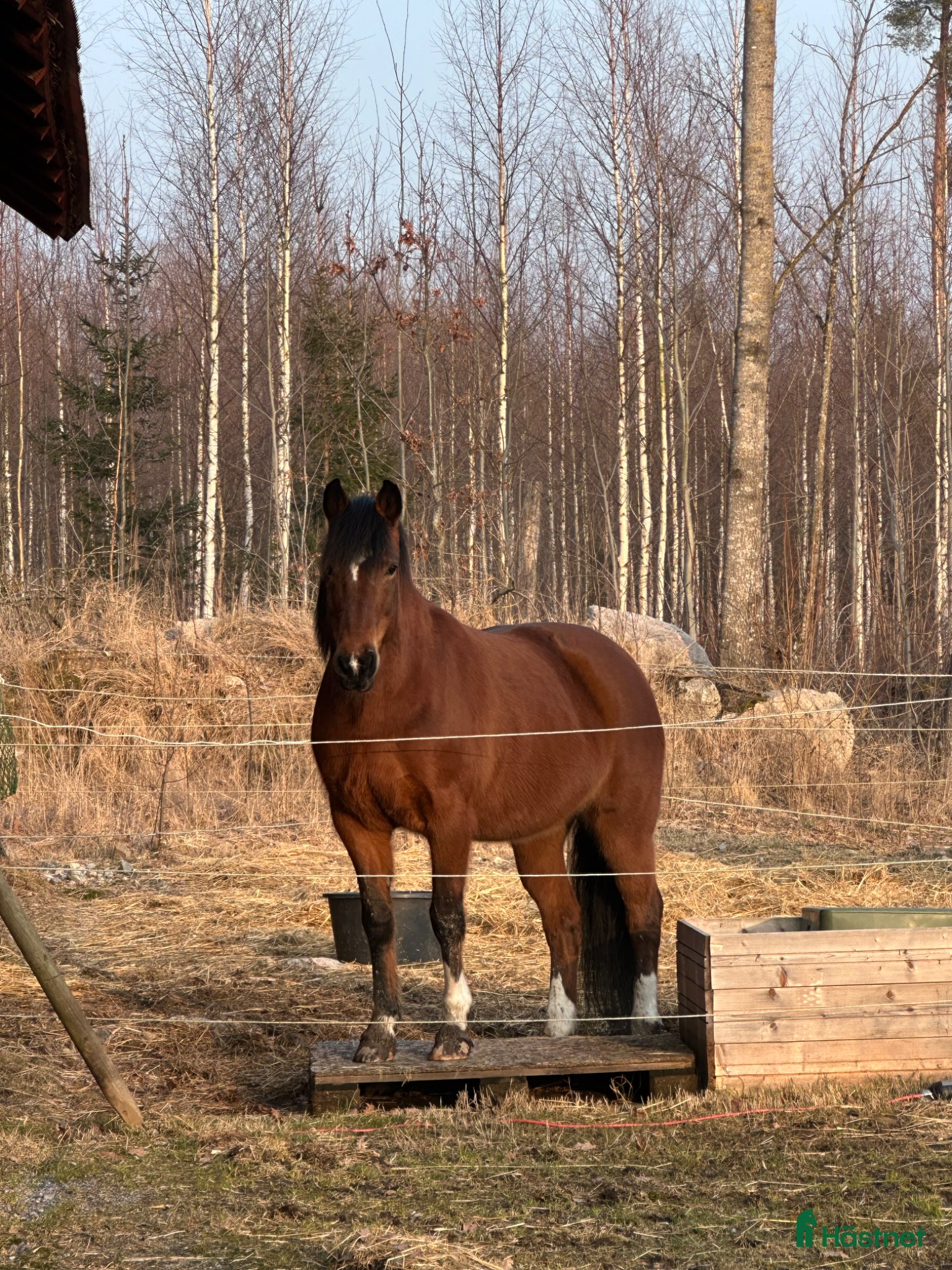 Sadlar hästutrustning Söker Barefoot cherokee - Annons 16