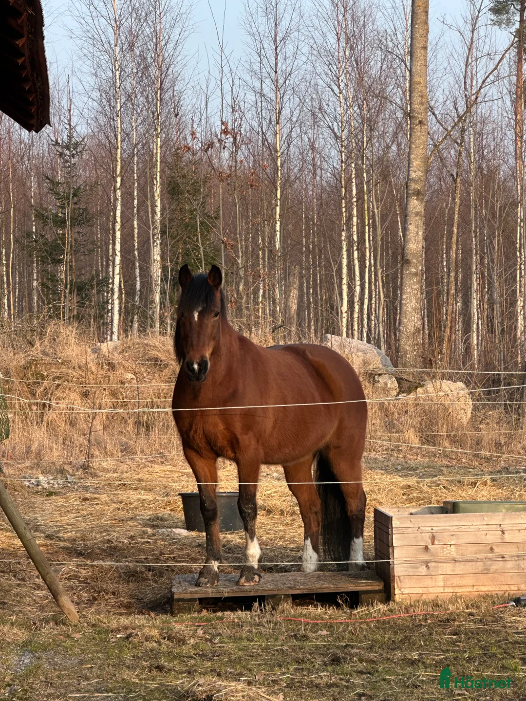 Sadlar hästutrustning till salu: Söker Barefoot cherokee - Annons 1