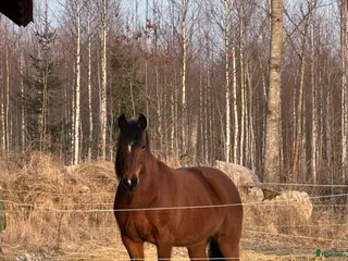 Sadlar hästutrustning Söker Barefoot cherokee - Annons 16